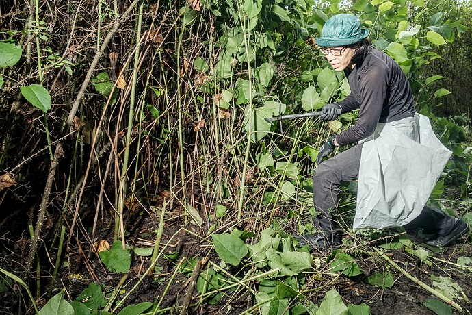 Knotweed Sickle and Apron in use