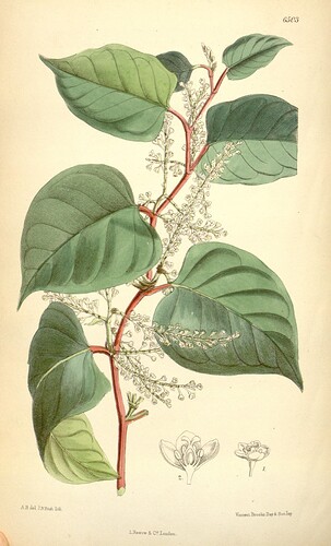 Renouée du Japon - Curtis’s botanical magazine (1880)